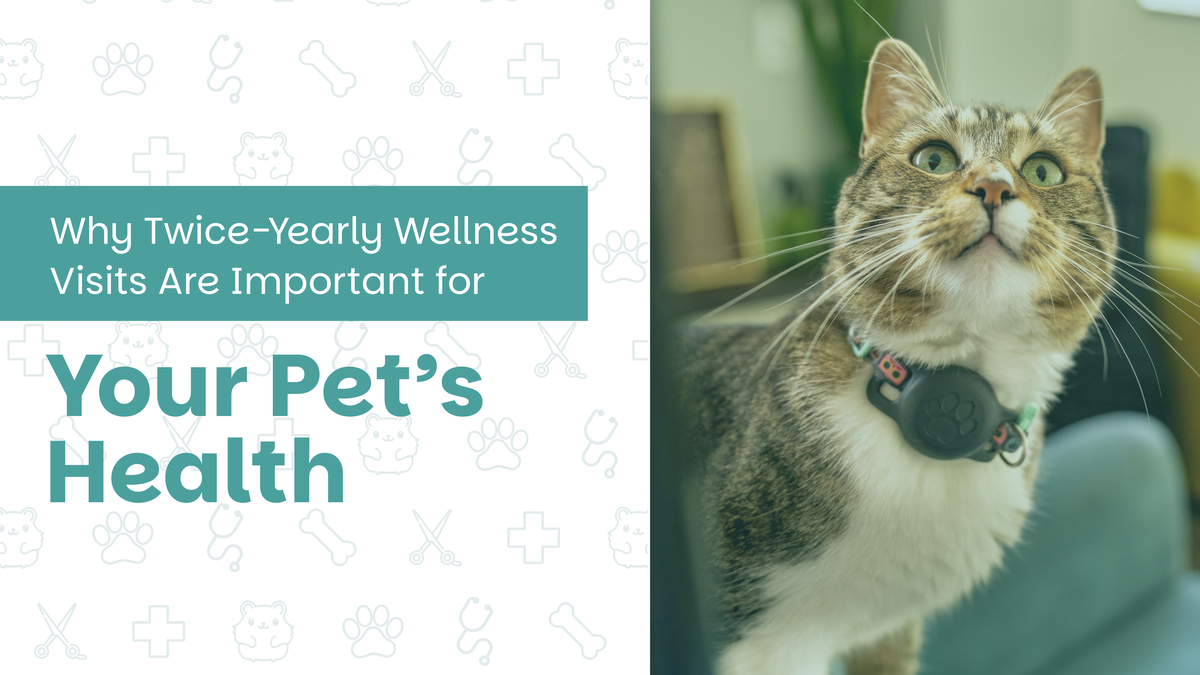 Why Twice-Yearly Wellness Visits Are Important for Your Pet’s Health